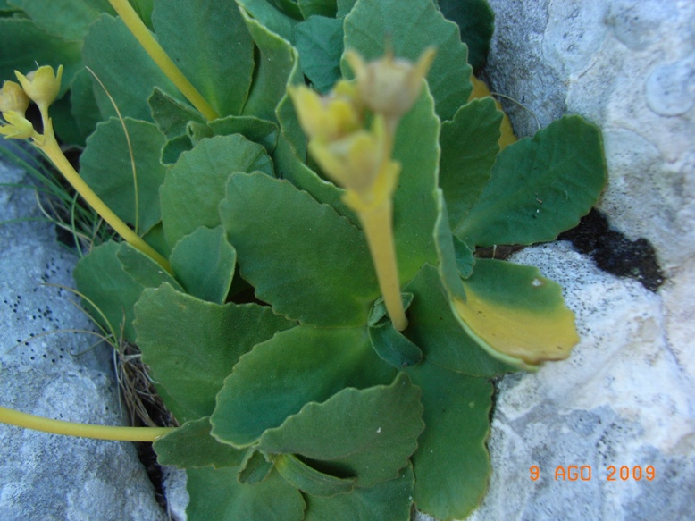 Saxifraga? no, Primula auricula